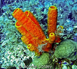 Stove-pipe sponges seen in Grand Cayman August 2008.  Pho... by Bonnie Conley 